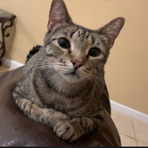 Meet your Posher, Destiny - Picture 1 of 1